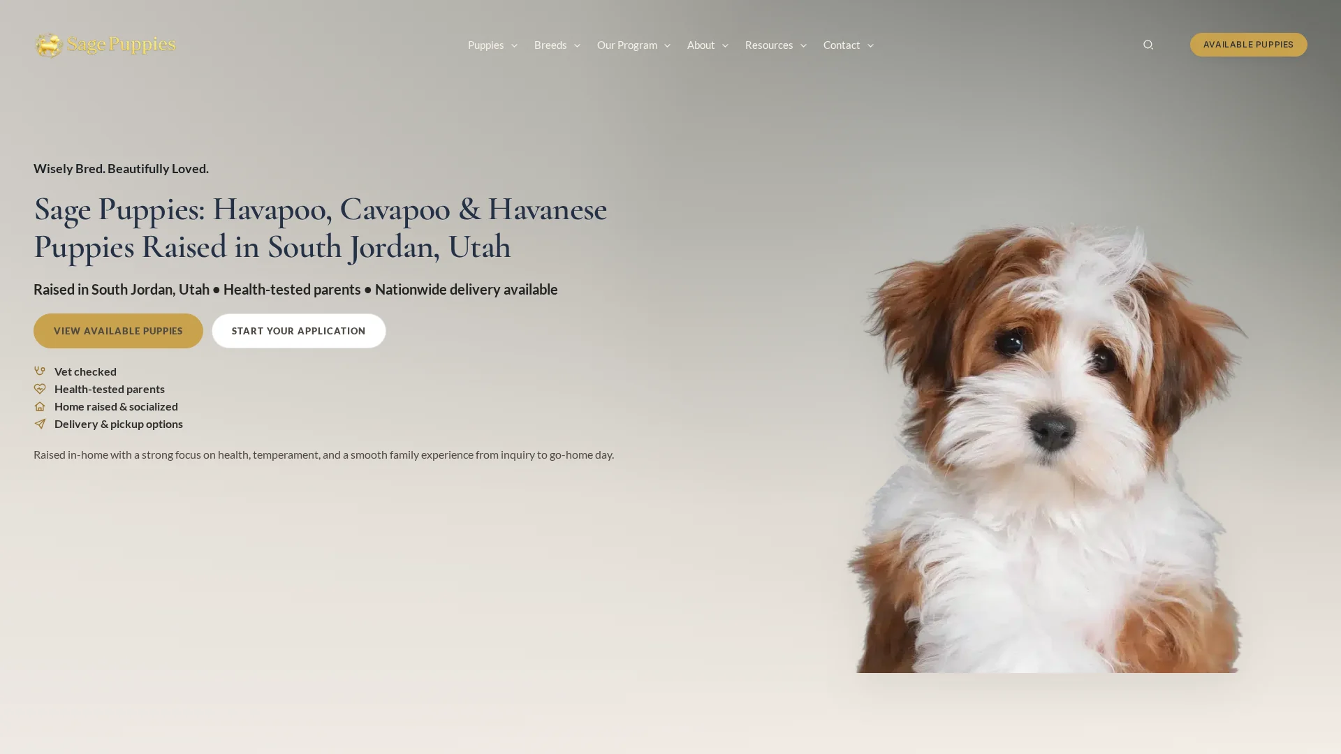 Havapoo puppies