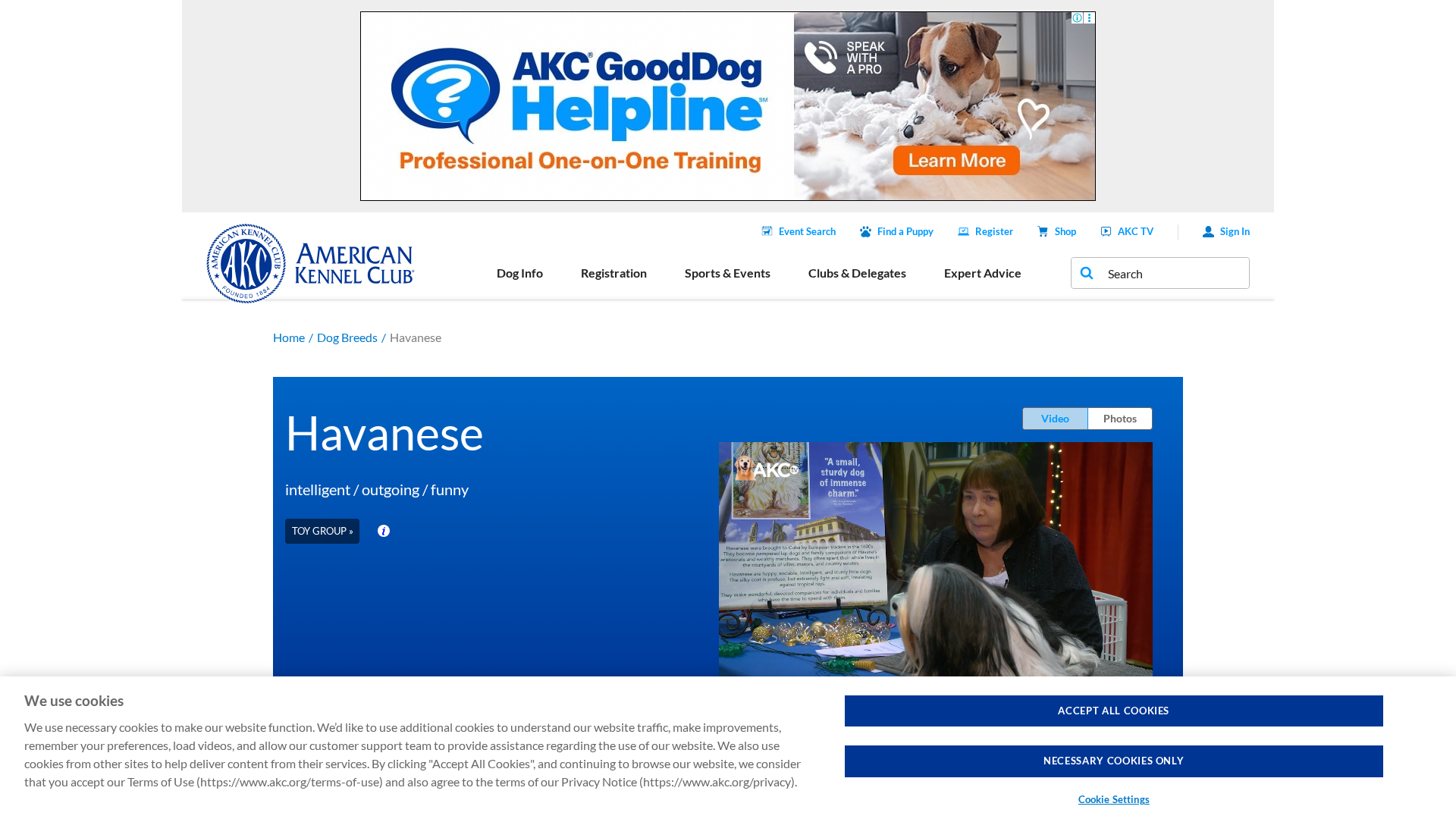 Havanese