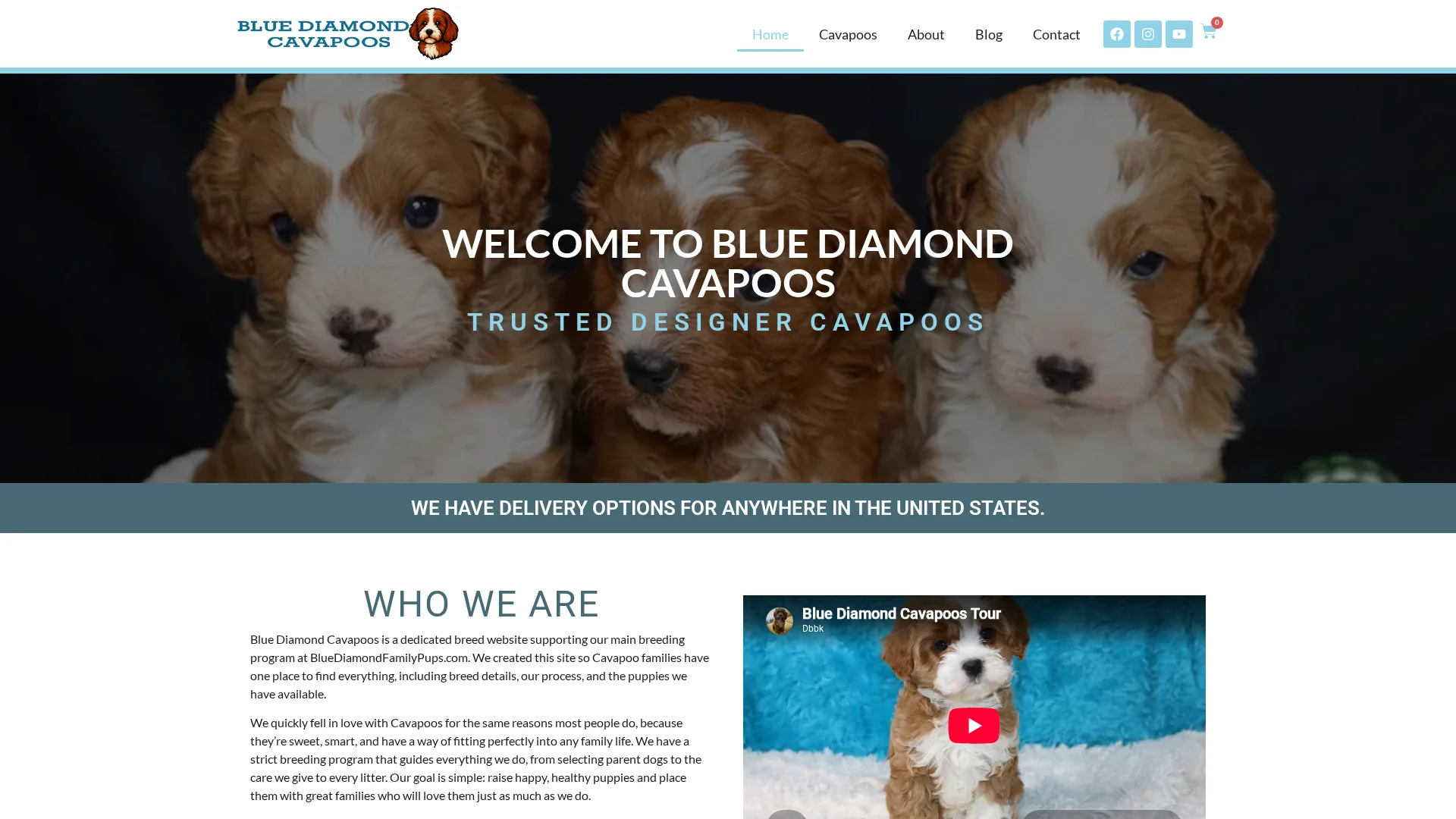Blue Diamond Cavapoos