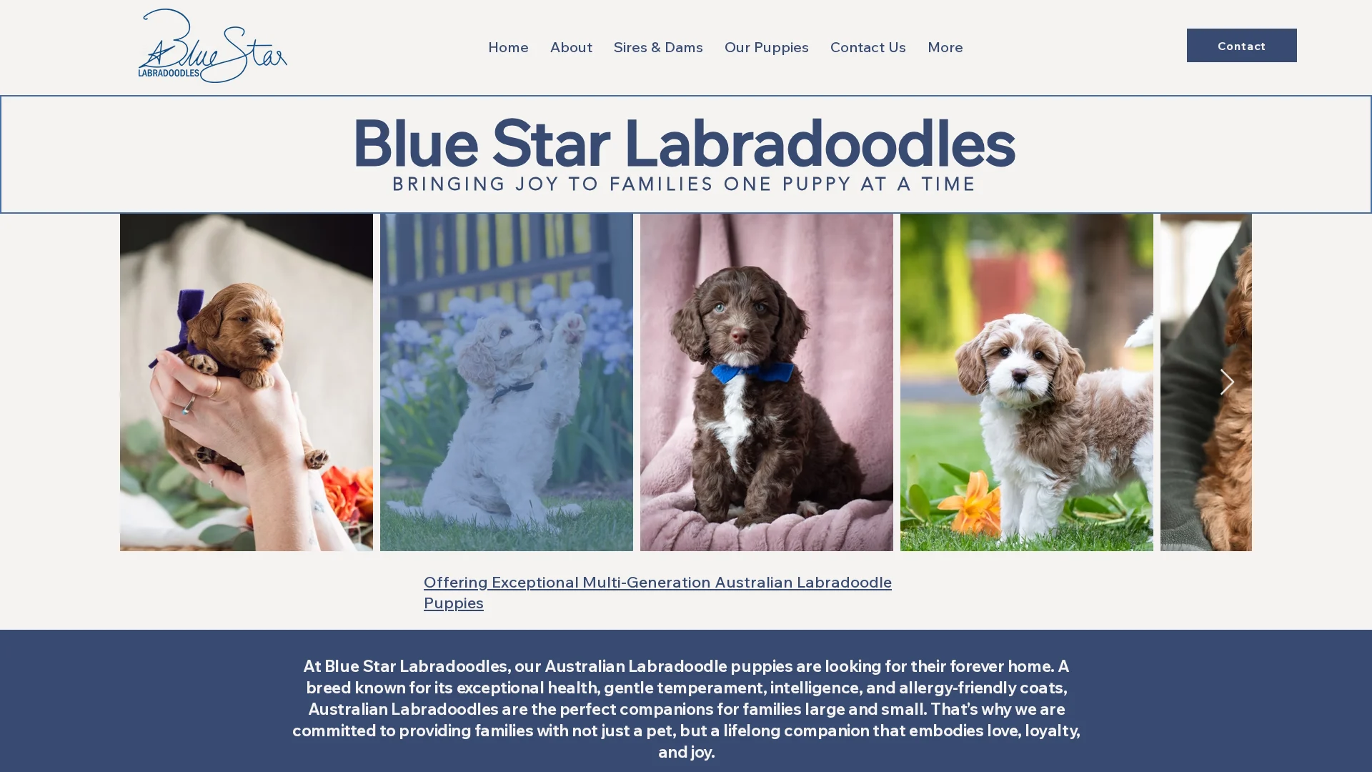 Blue Star Labradoodles