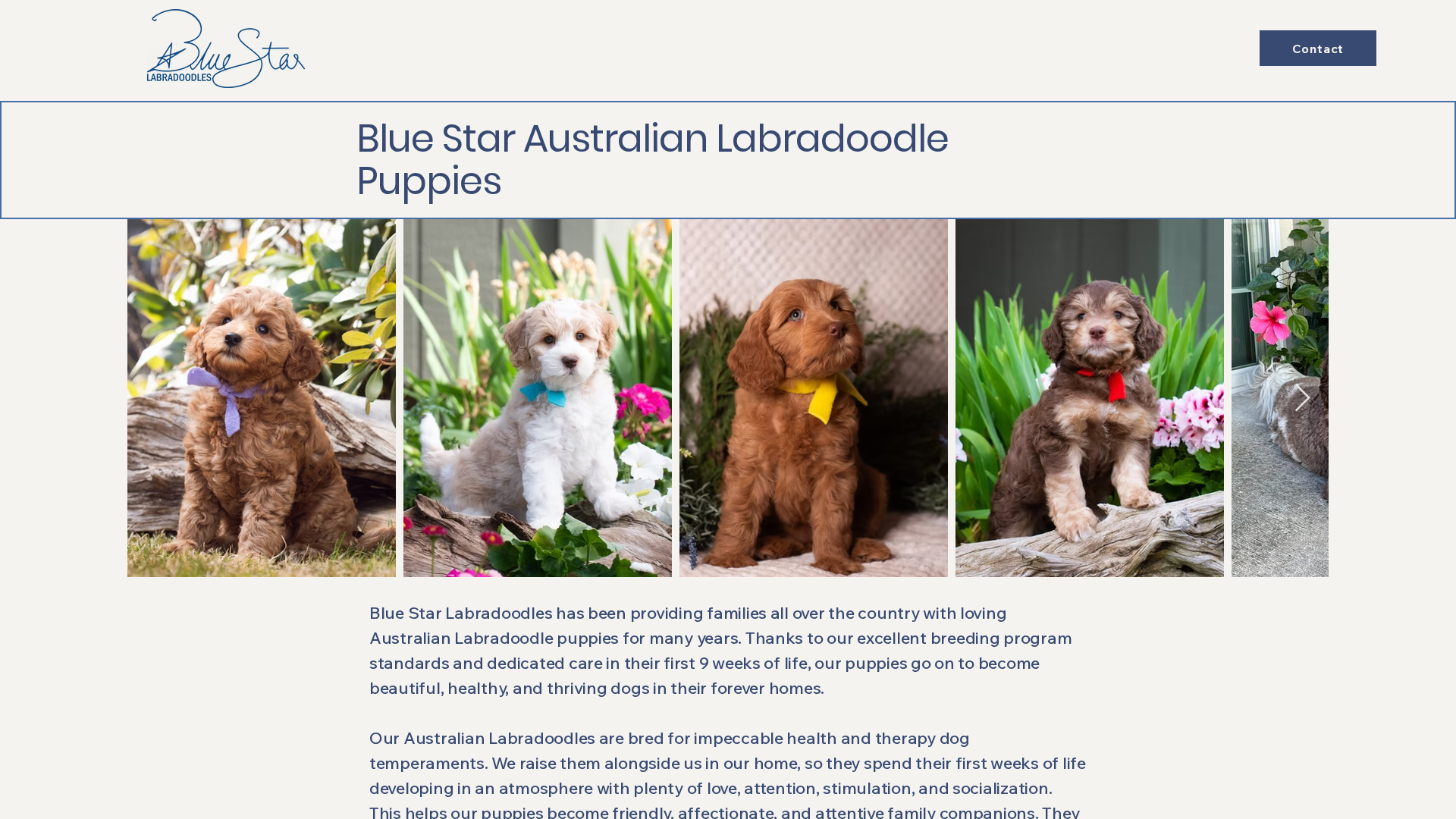 Blue Star Labradoodles