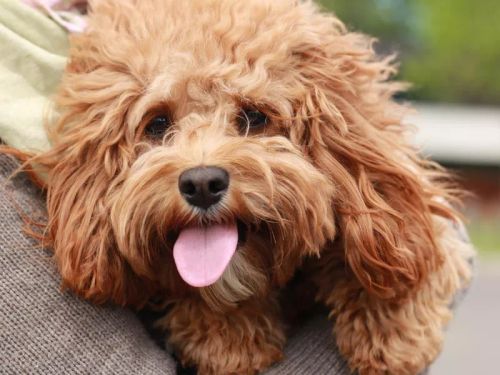 Cavapoo