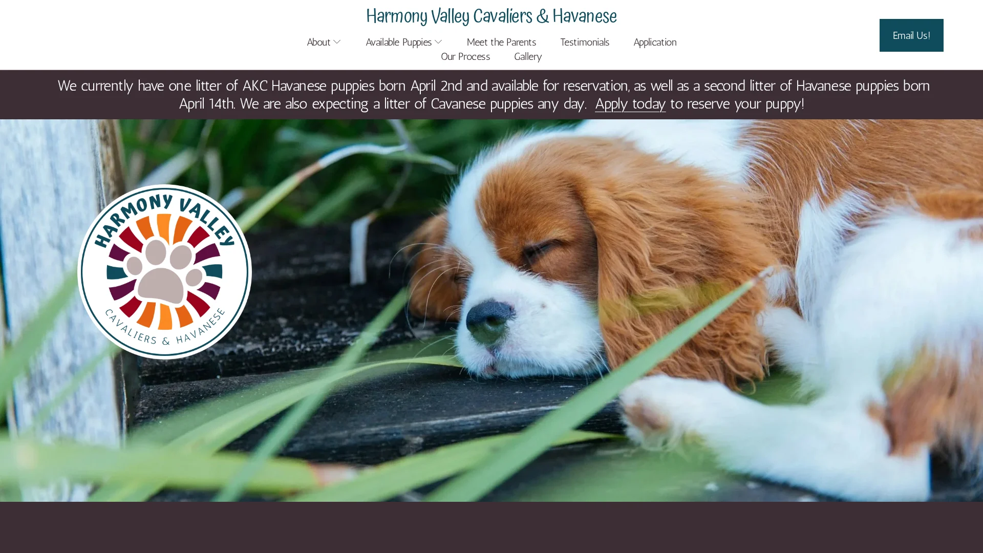 Harmony Valley Cavaliers & Havanese