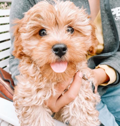 Cavapoo breed example used in the Sage Puppies small-dog comparison