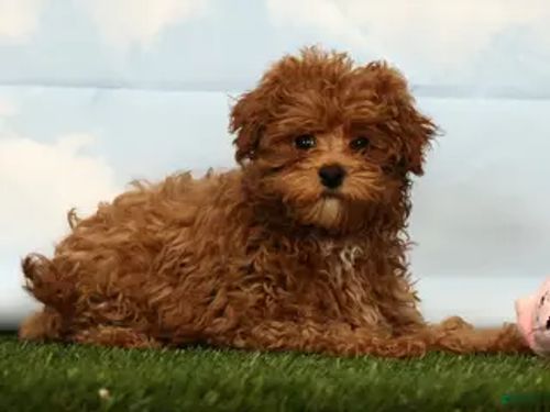 Havapoo breed example used in the Sage Puppies small-dog comparison