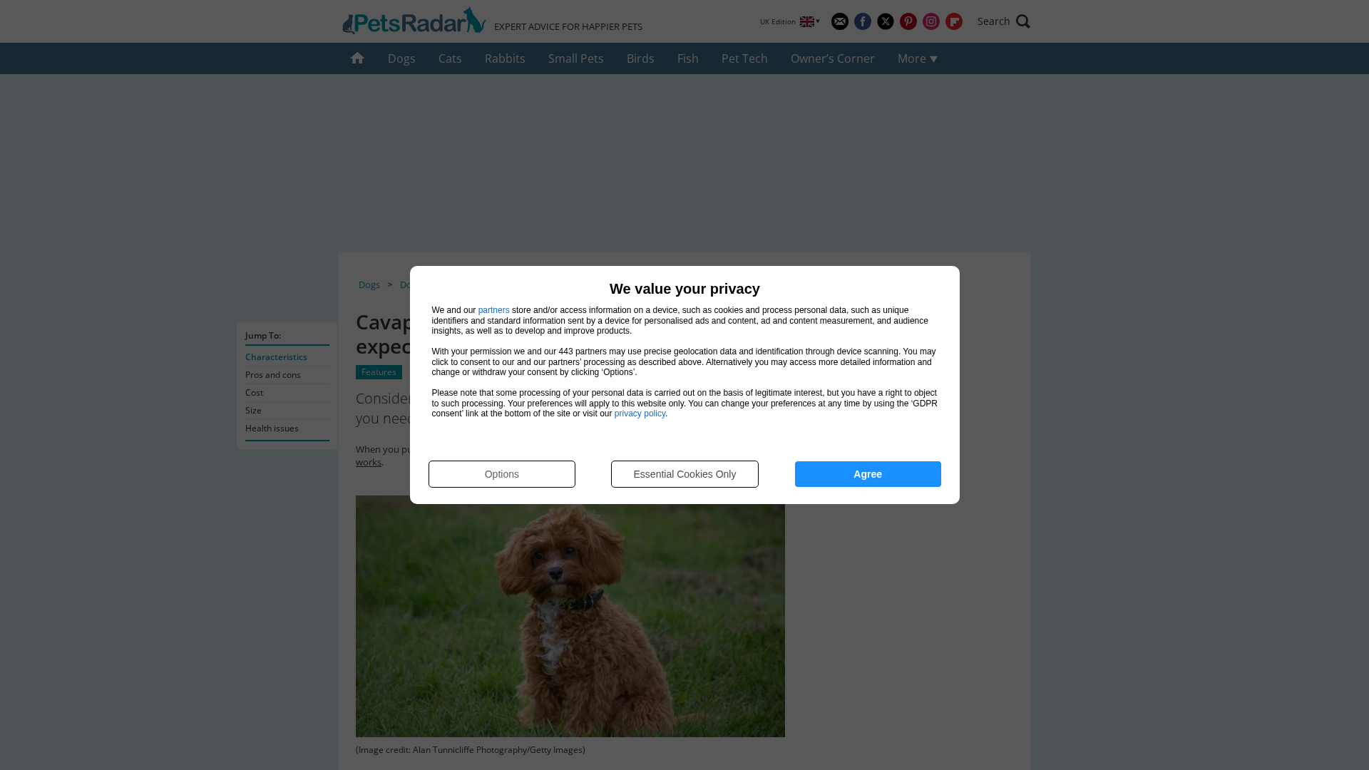 Cavapoo