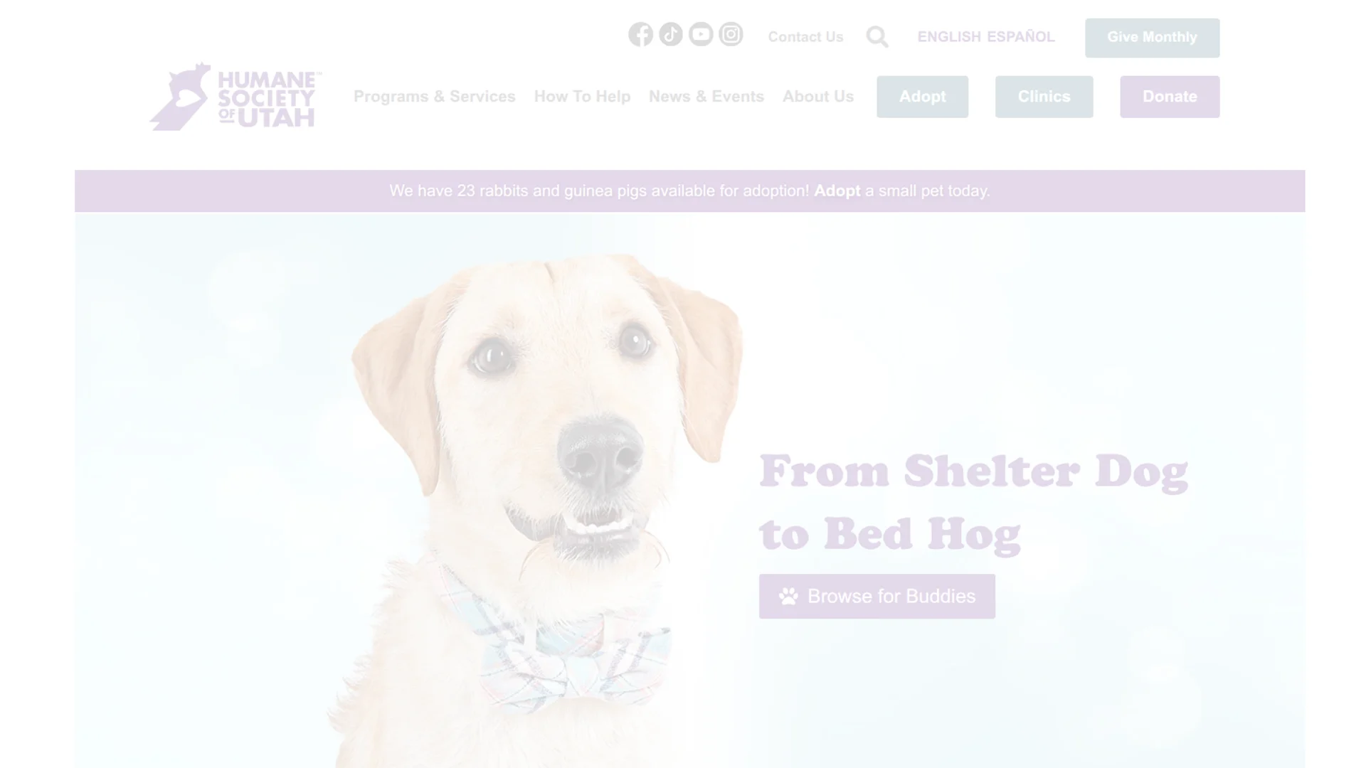 Local Animal Shelters and Breed-Specific Rescues